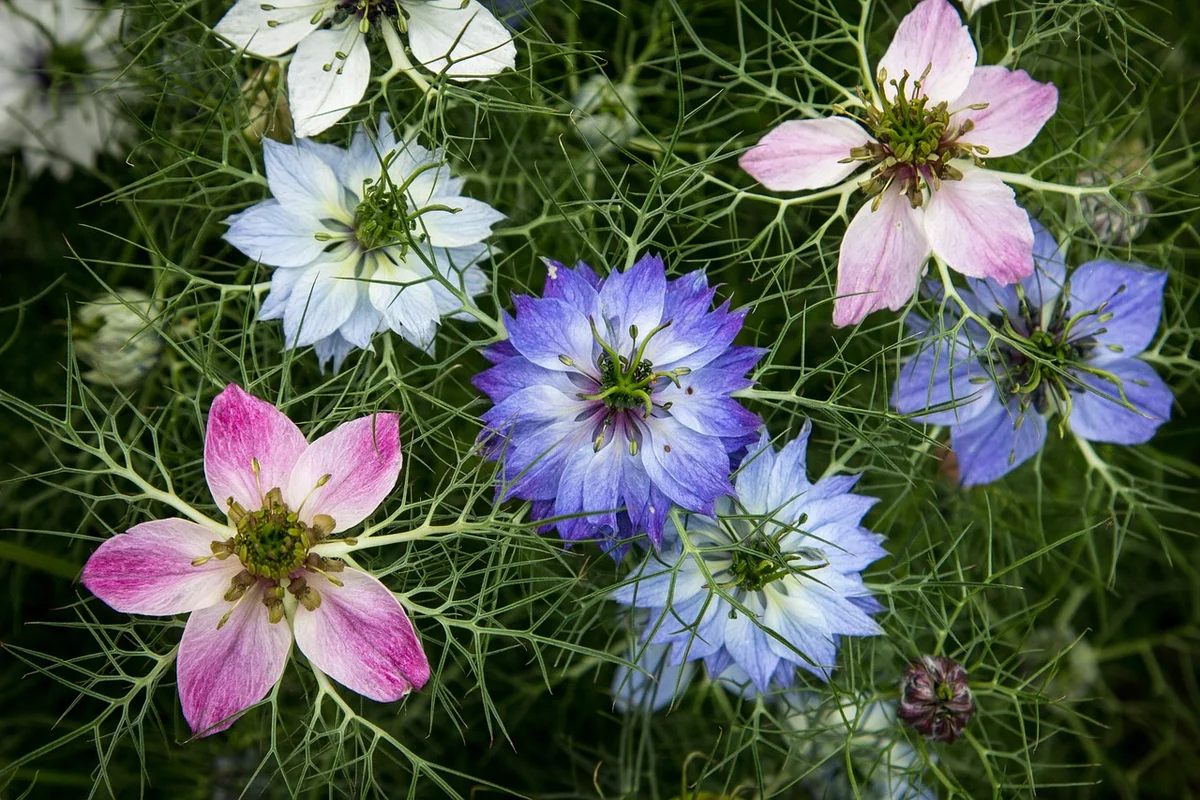 Juffertje in 't groen