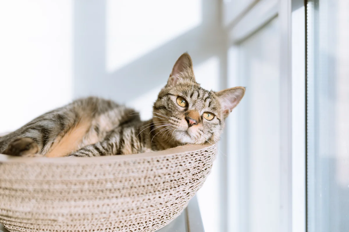 Kattencafe Familie Snorhaar