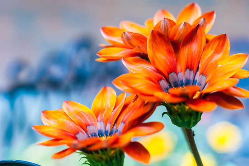Tuininrichting duur? Neem eens een kijkje bij de Tuinplantenkringloop.